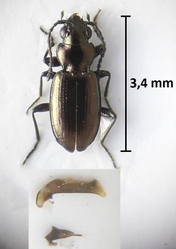 Réf. 214 748 : Bembidion pyrenaeum poenini